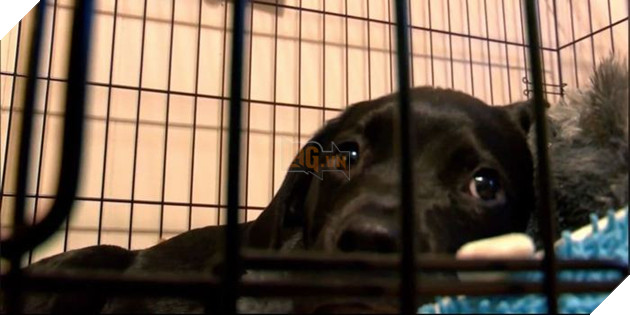 Cứu chú chó khỏi bệnh hiểm nghèo - cậu bé 8 tuổi bán bộ sưu tập thẻ bài Pokemon để trả tiền phẫu thuật cho bé 2