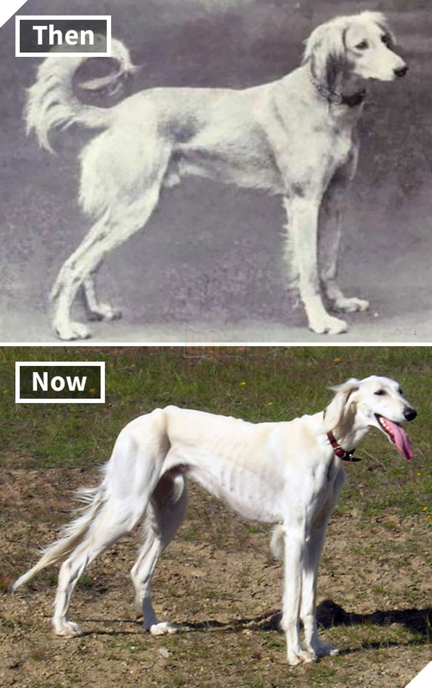 Saluki