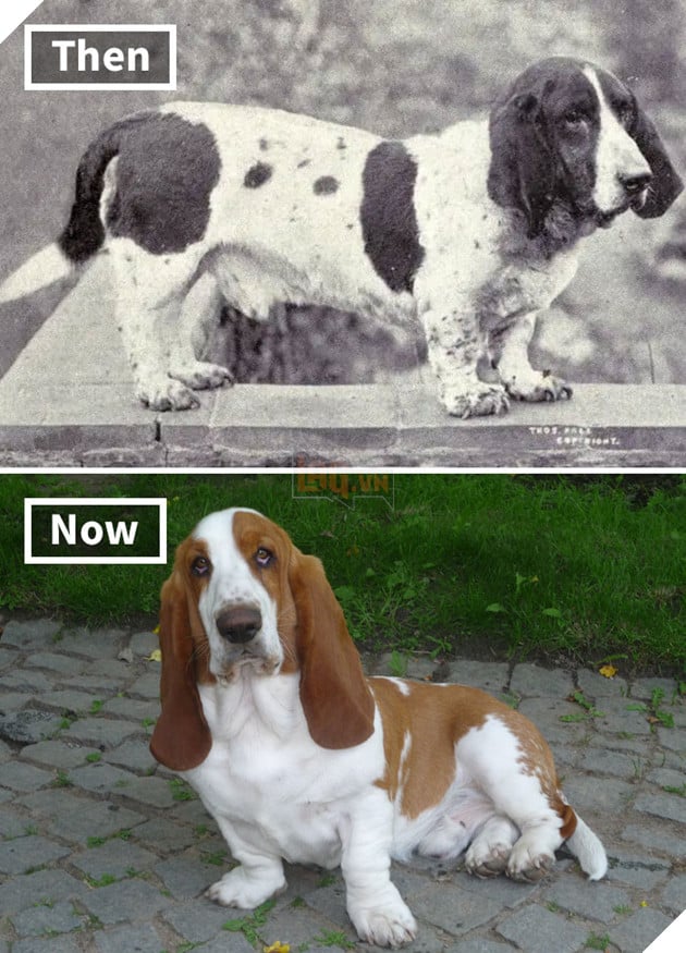 Basset Hound 