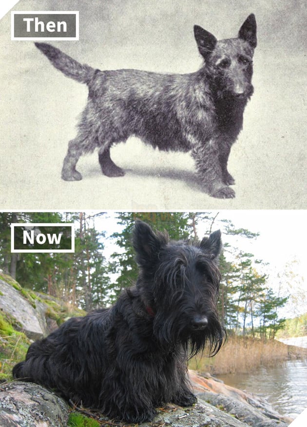 Scottish Terrier 