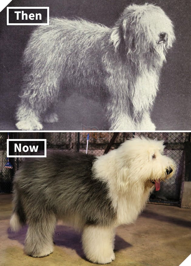 Old English sheepdog