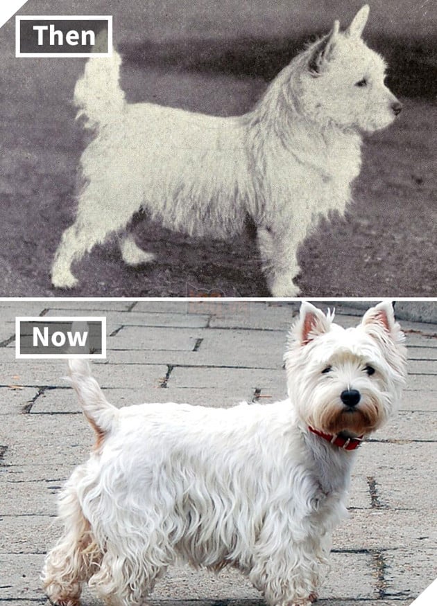 West Highland white terrier 