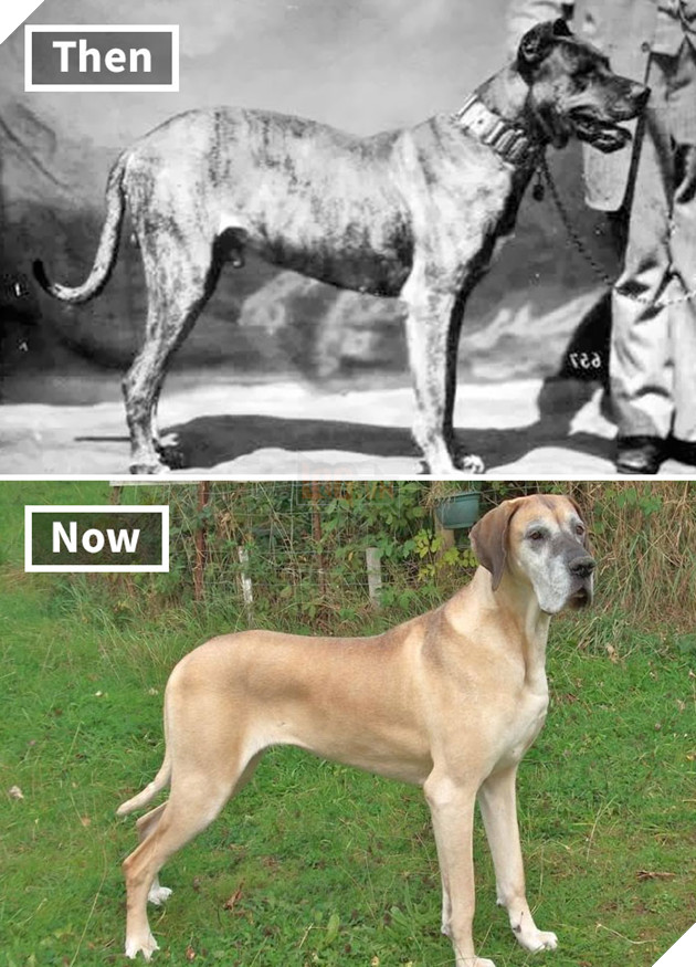 Great Dane 