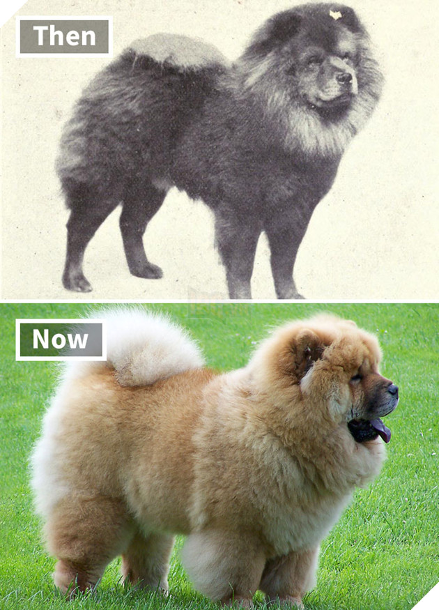 Chow Chow 