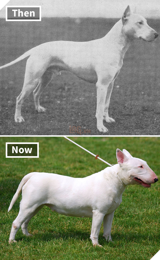 Bull Terrier 