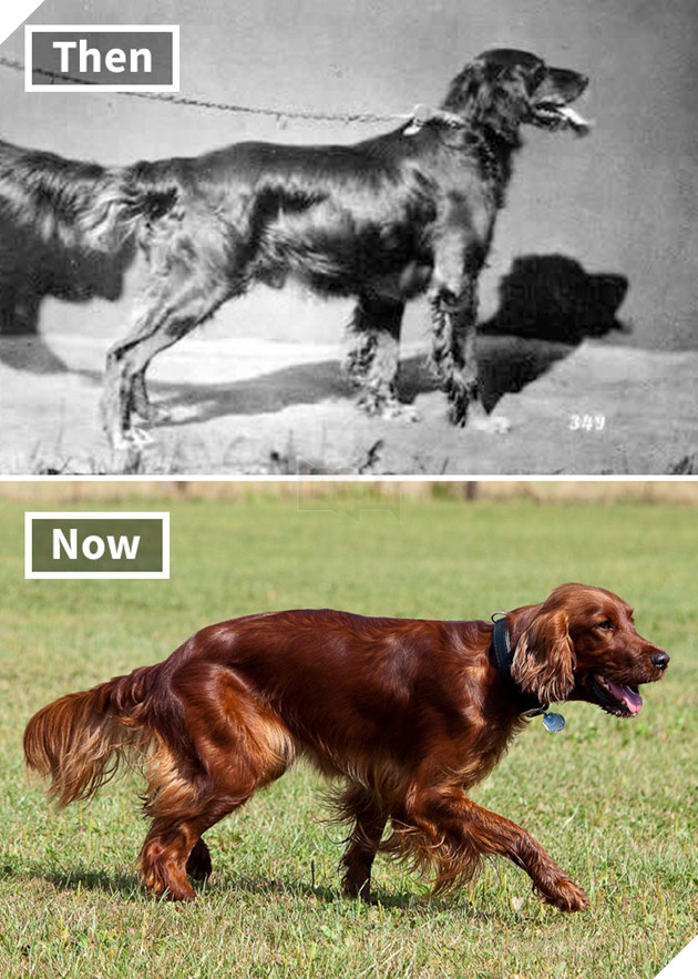 Irish Setter