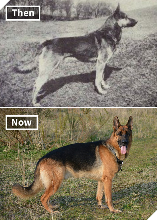 German Shepherd