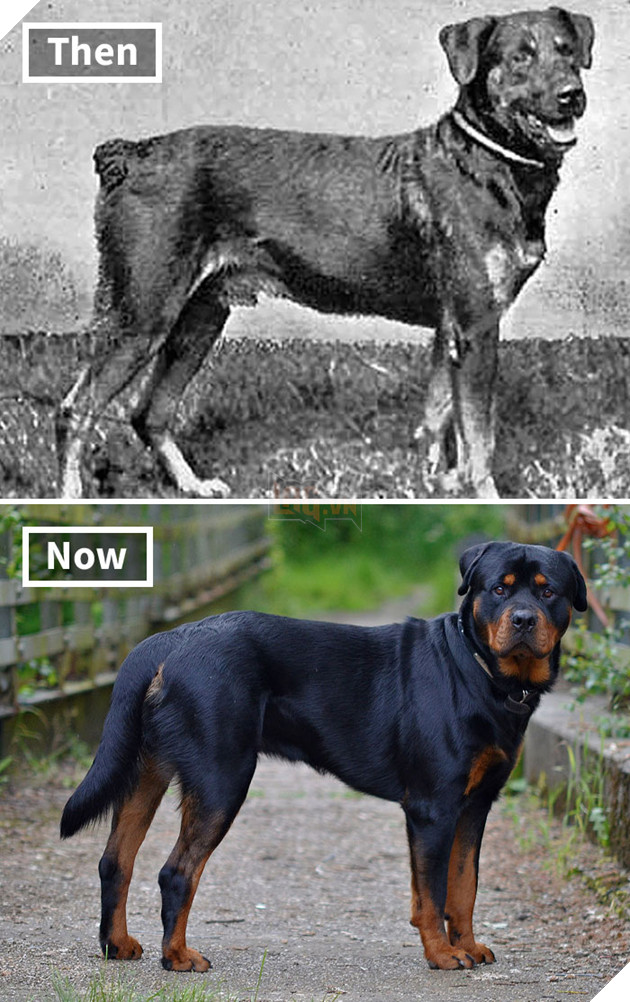 Rottweiler 