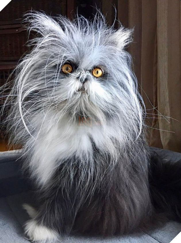 15 loài vật có bộ lông kỳ lạ khiến bạn bất ngờ và thích thú 13