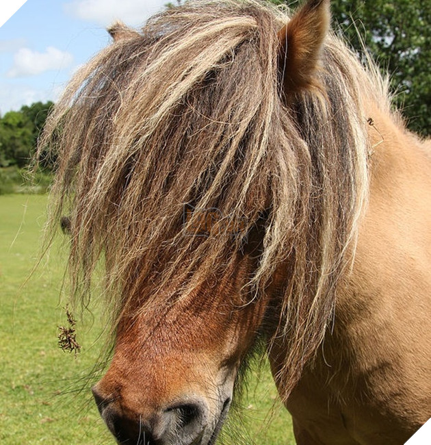 15 loài vật có bộ lông kỳ lạ khiến bạn bất ngờ và thích thú 14