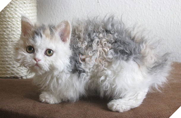 15 loài vật có bộ lông kỳ lạ khiến bạn bất ngờ và thích thú 15