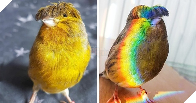 15 loài vật có bộ lông kỳ lạ khiến bạn bất ngờ và thích thú 2