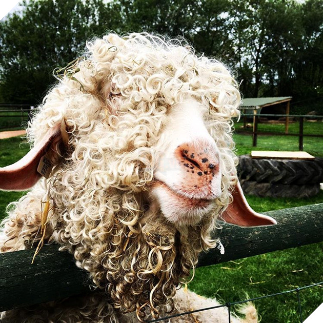 15 loài vật có bộ lông kỳ lạ khiến bạn bất ngờ và thích thú 10