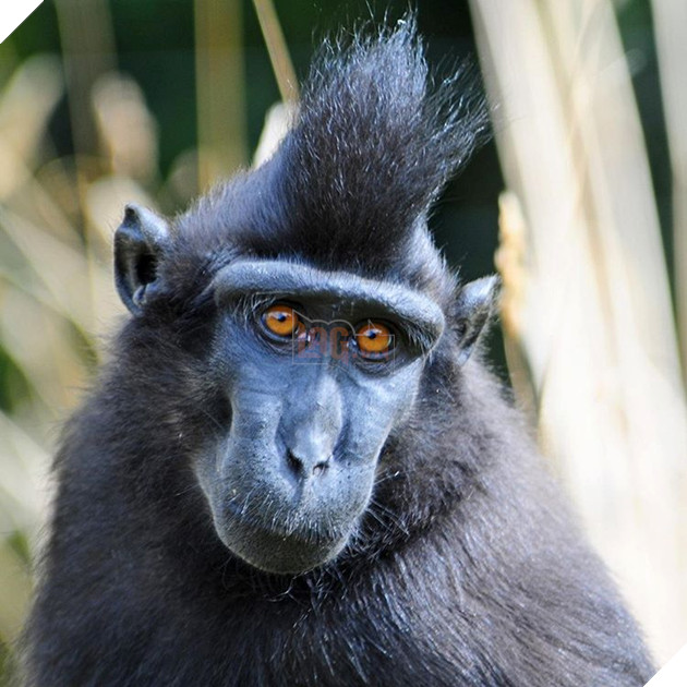 15 loài vật có bộ lông kỳ lạ khiến bạn bất ngờ và thích thú 11