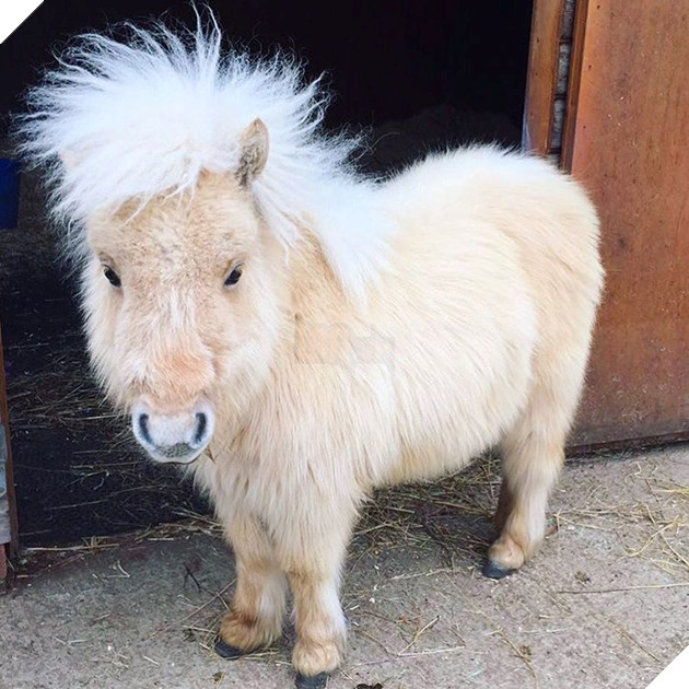 15 loài vật có bộ lông kỳ lạ khiến bạn bất ngờ và thích thú 12