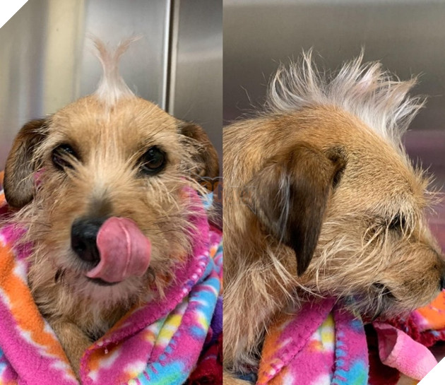 15 loài vật có bộ lông kỳ lạ khiến bạn bất ngờ và thích thú