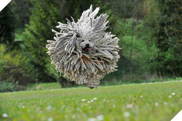 15 loài vật có bộ lông kỳ lạ khiến bạn bất ngờ và thích thú 3