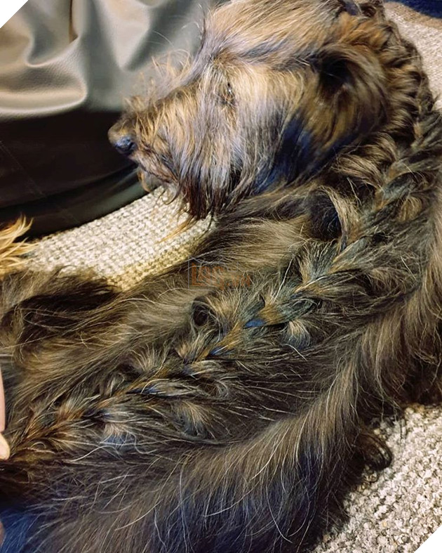 15 loài vật có bộ lông kỳ lạ khiến bạn bất ngờ và thích thú 4