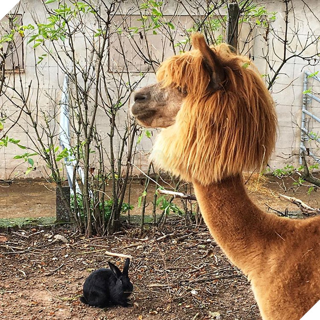 15 loài vật có bộ lông kỳ lạ khiến bạn bất ngờ và thích thú 5