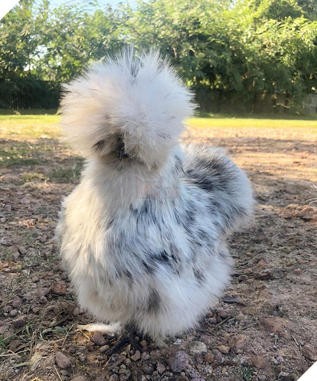 15 loài vật có bộ lông kỳ lạ khiến bạn bất ngờ và thích thú 6