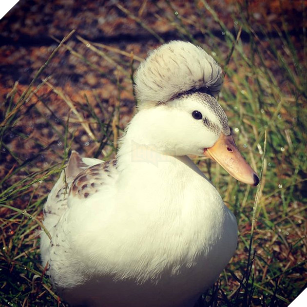 15 loài vật có bộ lông kỳ lạ khiến bạn bất ngờ và thích thú 7