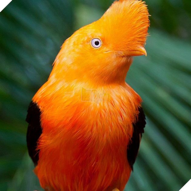 15 loài vật có bộ lông kỳ lạ khiến bạn bất ngờ và thích thú 8