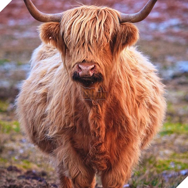 15 loài vật có bộ lông kỳ lạ khiến bạn bất ngờ và thích thú 9