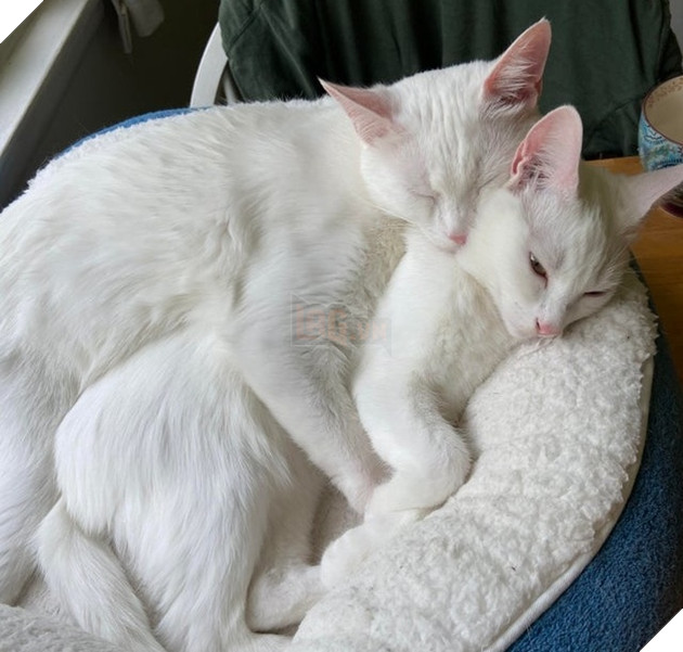 Những góc nghiên cực dễ thương của các hoàng thượng khiên cho các sen phải thốt lên rằng sao mà đáng yêu quá 10