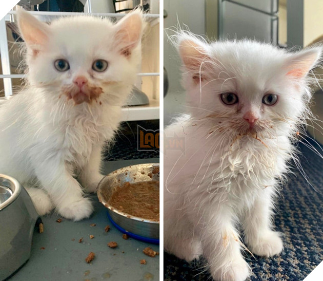 Những góc nghiên cực dễ thương của các hoàng thượng khiên cho các sen phải thốt lên rằng sao mà đáng yêu quá 11