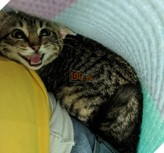 Những góc nghiên cực dễ thương của các hoàng thượng khiên cho các sen phải thốt lên rằng sao mà đáng yêu quá 12