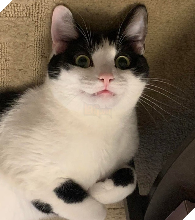 Những góc nghiên cực dễ thương của các hoàng thượng khiên cho các sen phải thốt lên rằng sao mà đáng yêu quá 14