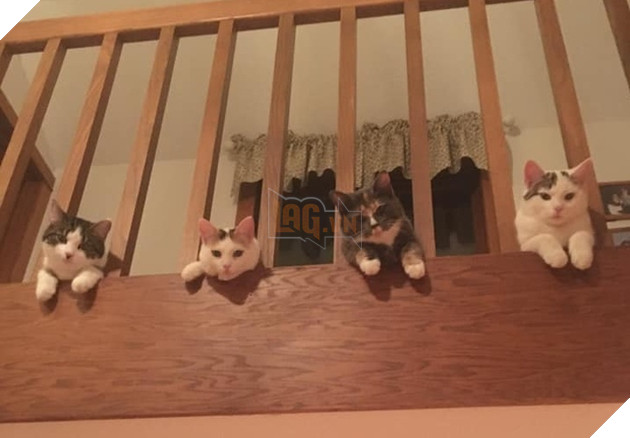 Những góc nghiên cực dễ thương của các hoàng thượng khiên cho các sen phải thốt lên rằng sao mà đáng yêu quá 16