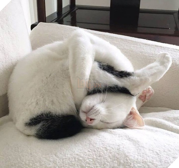 Những góc nghiên cực dễ thương của các hoàng thượng khiên cho các sen phải thốt lên rằng sao mà đáng yêu quá 18