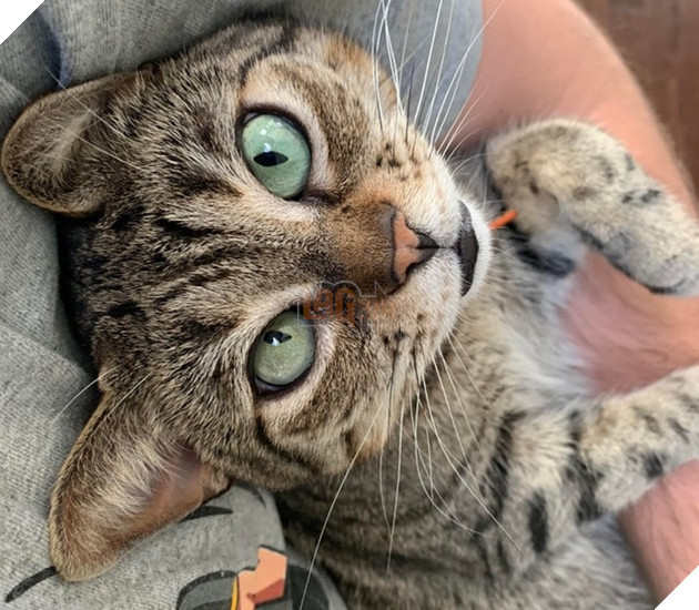 Những góc nghiên cực dễ thương của các hoàng thượng khiên cho các sen phải thốt lên rằng sao mà đáng yêu quá 19