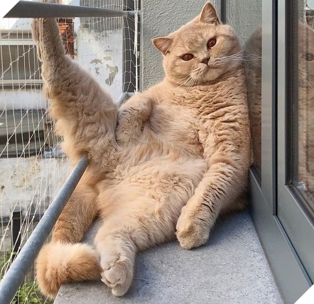 Những góc nghiên cực dễ thương của các hoàng thượng khiên cho các sen phải thốt lên rằng sao mà đáng yêu quá 20