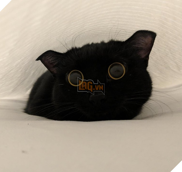 Những góc nghiên cực dễ thương của các hoàng thượng khiên cho các sen phải thốt lên rằng sao mà đáng yêu quá