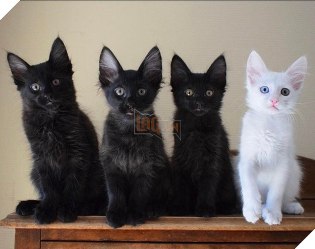 Những góc nghiên cực dễ thương của các hoàng thượng khiên cho các sen phải thốt lên rằng sao mà đáng yêu quá 2