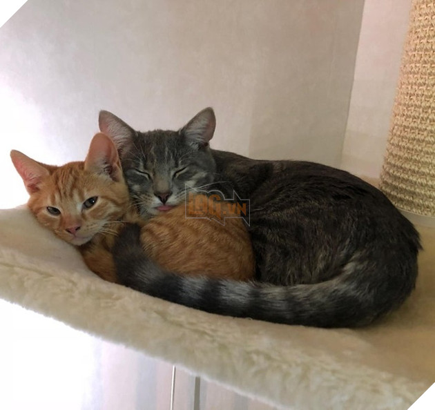 Những góc nghiên cực dễ thương của các hoàng thượng khiên cho các sen phải thốt lên rằng sao mà đáng yêu quá 3