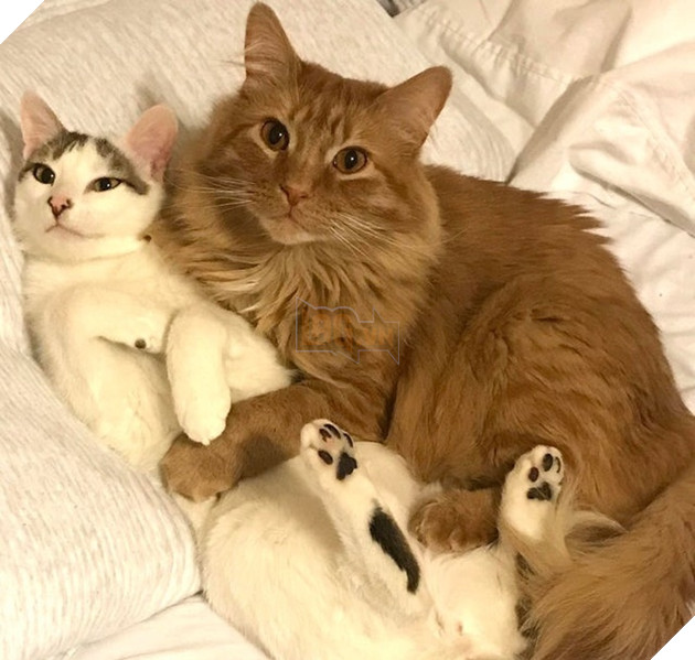 Những góc nghiên cực dễ thương của các hoàng thượng khiên cho các sen phải thốt lên rằng sao mà đáng yêu quá 6