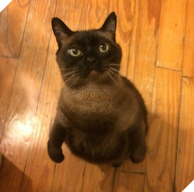 Những góc nghiên cực dễ thương của các hoàng thượng khiên cho các sen phải thốt lên rằng sao mà đáng yêu quá 7