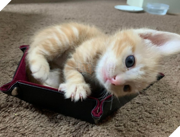 Những góc nghiên cực dễ thương của các hoàng thượng khiên cho các sen phải thốt lên rằng sao mà đáng yêu quá 8