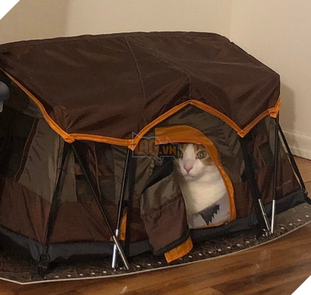 Những góc nghiên cực dễ thương của các hoàng thượng khiên cho các sen phải thốt lên rằng sao mà đáng yêu quá 9