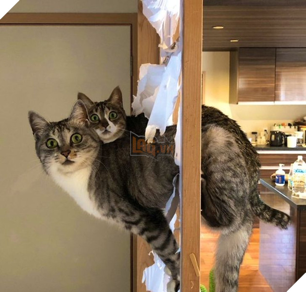 Khi các loài vật bỗng nhiên tham gia phá hoại khiến cho con người vựa bực mình nhưng cũng không nhịn được cười