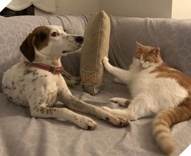 Khi các loài vật bỗng nhiên tham gia phá hoại khiến cho con người vựa bực mình nhưng cũng không nhịn được cười 10