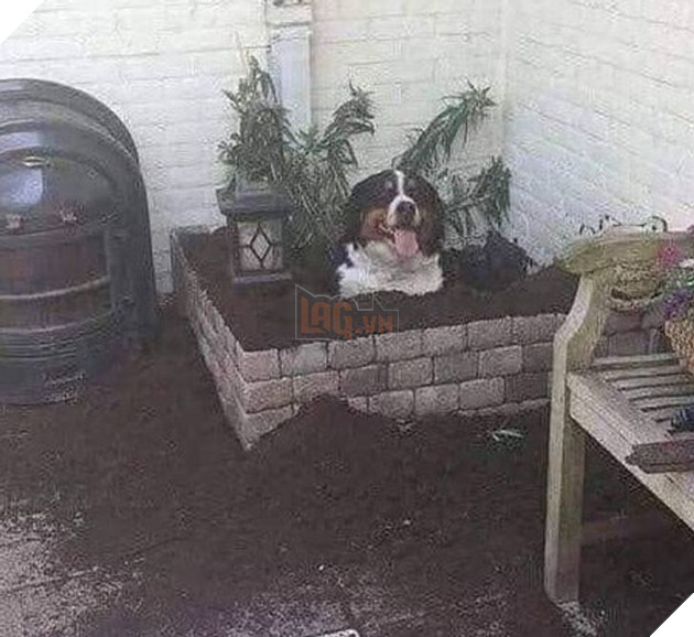 Khi các loài vật bỗng nhiên tham gia phá hoại khiến cho con người vựa bực mình nhưng cũng không nhịn được cười 11