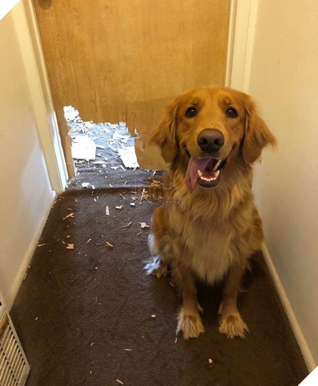 Khi các loài vật bỗng nhiên tham gia phá hoại khiến cho con người vựa bực mình nhưng cũng không nhịn được cười 13