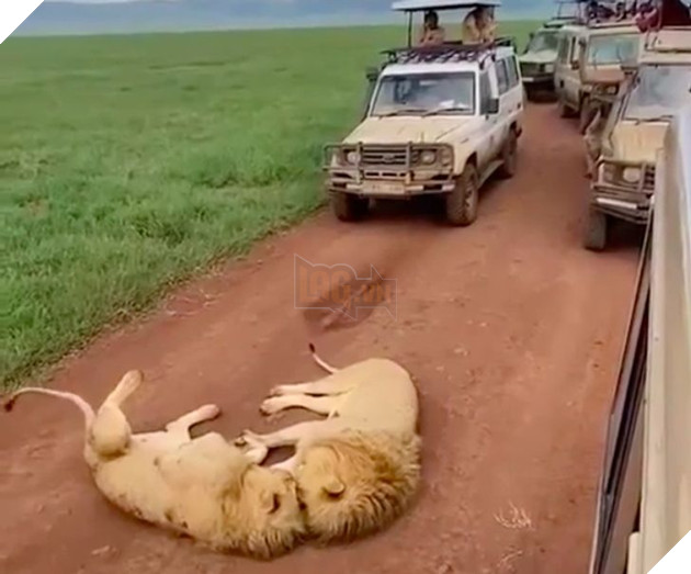 Khi các loài vật bỗng nhiên tham gia phá hoại khiến cho con người vựa bực mình nhưng cũng không nhịn được cười 14