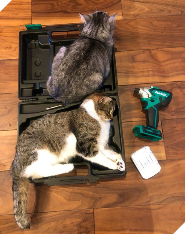 Khi các loài vật bỗng nhiên tham gia phá hoại khiến cho con người vựa bực mình nhưng cũng không nhịn được cười 3