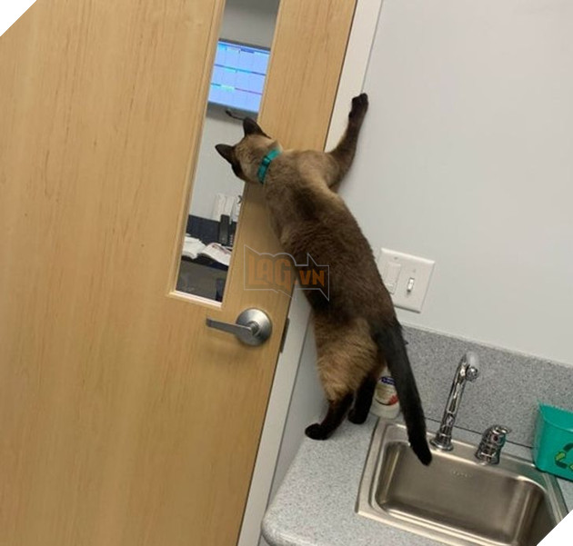 Khi các loài vật bỗng nhiên tham gia phá hoại khiến cho con người vựa bực mình nhưng cũng không nhịn được cười 2