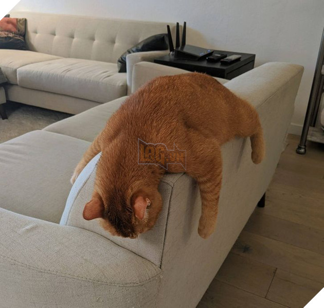 Khi các loài vật bỗng nhiên tham gia phá hoại khiến cho con người vựa bực mình nhưng cũng không nhịn được cười 5